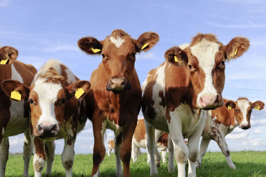 cattle